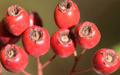 Common Hawthorn type 15