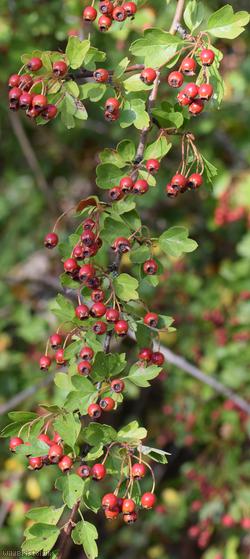 image for Common Hawthorn type 16