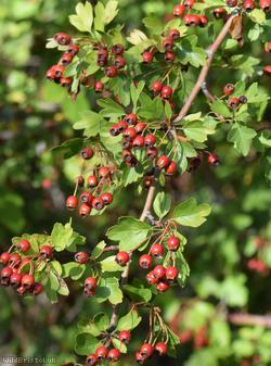 Common Hawthorn type 16