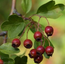 Common Hawthorn type 16
