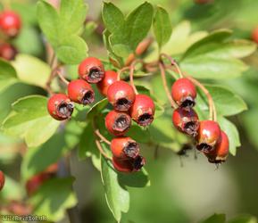 Common Hawthorn type 16