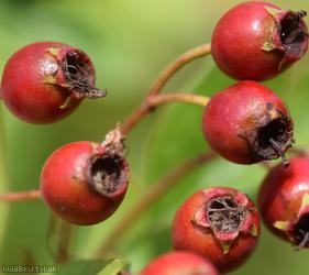Common Hawthorn type 16