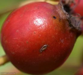 Common Hawthorn type 16