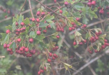 image for Common Hawthorn type 33