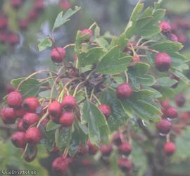 Common Hawthorn type 33