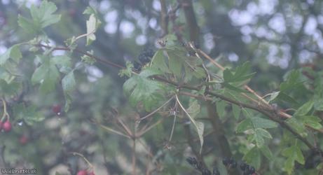 Common Hawthorn type 33