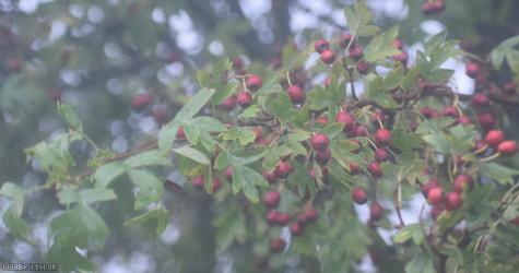 Common Hawthorn type 33
