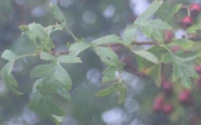 Common Hawthorn type 33