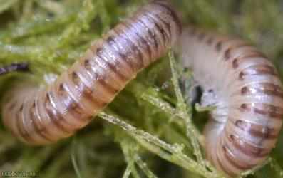 Blunt-tailed Snake Millipede