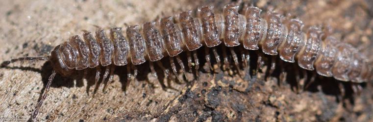 Common Flat-backed Millipede