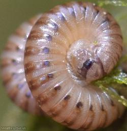 Blunt-tailed Snake Millipede
