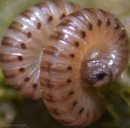 Blunt-tailed Snake Millipede