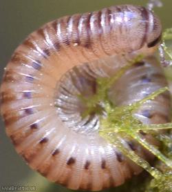 Blunt-tailed Snake Millipede