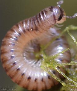 Blunt-tailed Snake Millipede