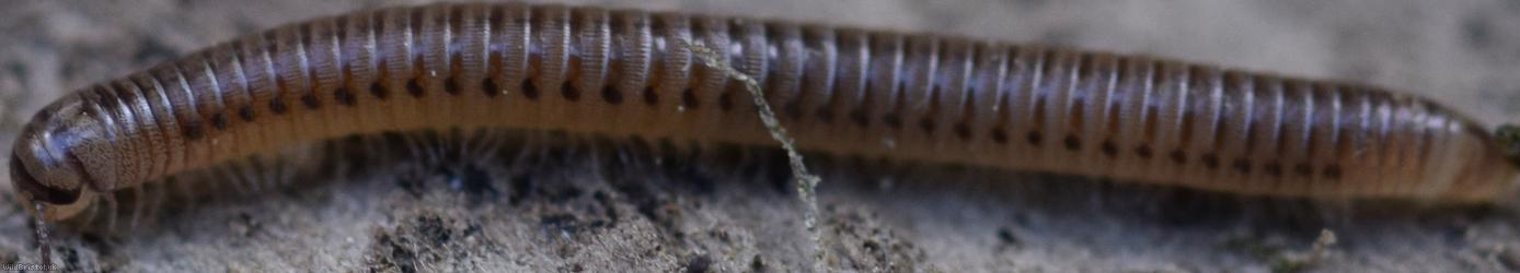 image for Blunt-tailed Snake Millipede