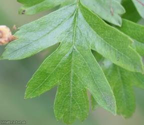 image for Common Hawthorn type 34