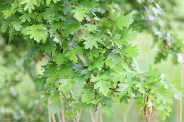 Common Hawthorn type 34