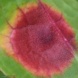 Puccinia phragmitis