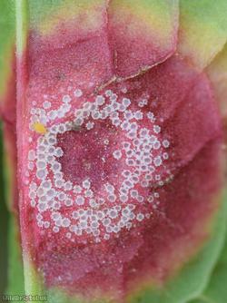 image for Puccinia phragmitis