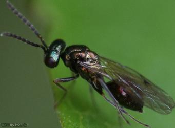 Chalcid Wasp Unidentified 8