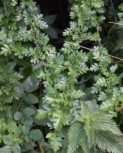 Common Hawthorn type 35