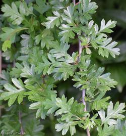 Common Hawthorn type 35