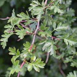 Common Hawthorn type 35