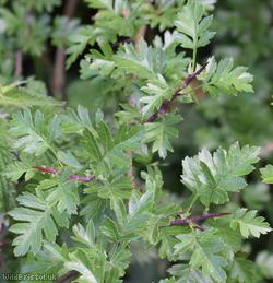Common Hawthorn type 35