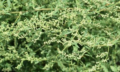 Soyabean Goosefoot