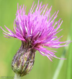 image for Meadow Thistle
