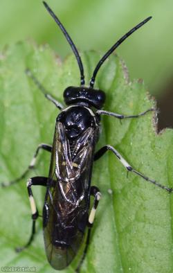 image for Elder Sawfly