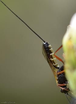 image for Lissonota Unidentified 1