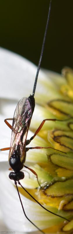 Lissonota Unidentified 1