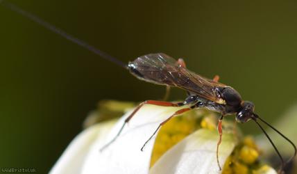 Lissonota Unidentified 1