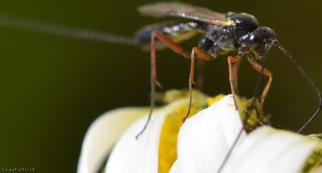 Lissonota Unidentified 1