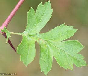 Common Hawthorn type 36