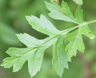 Common Hawthorn type 36