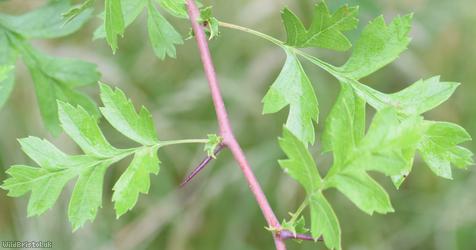 Common Hawthorn type 36