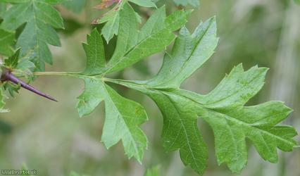 Common Hawthorn type 36
