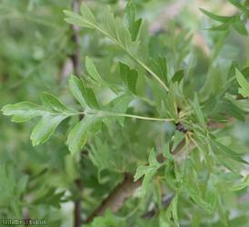 Common Hawthorn type 36