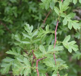 Common Hawthorn type 36
