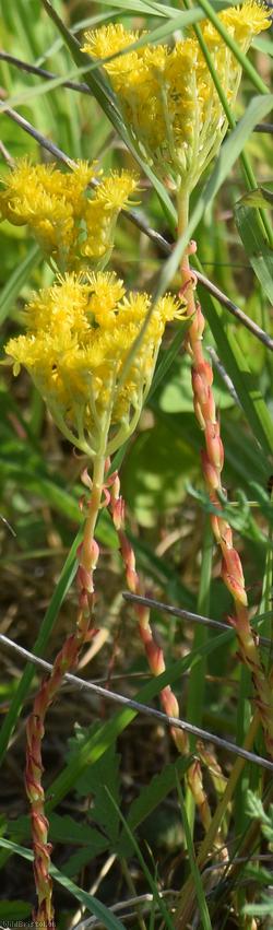 image for Rock Stonecrop