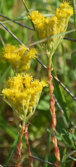 Rock Stonecrop