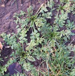 Shepherd's-purse type 13