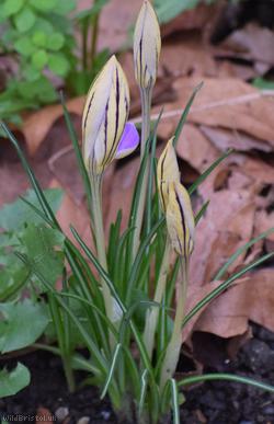 image for Redolent Crocus