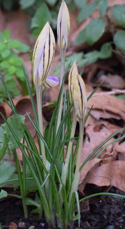 Redolent Crocus