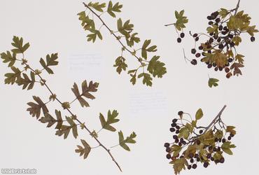 Common Hawthorn type 33