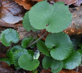 Kidney Saxifrage