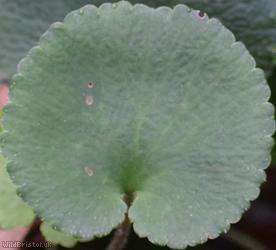 Kidney Saxifrage