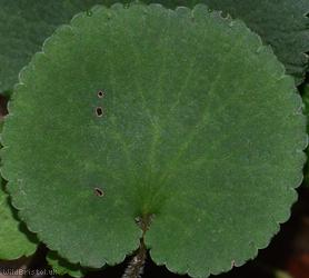 Kidney Saxifrage